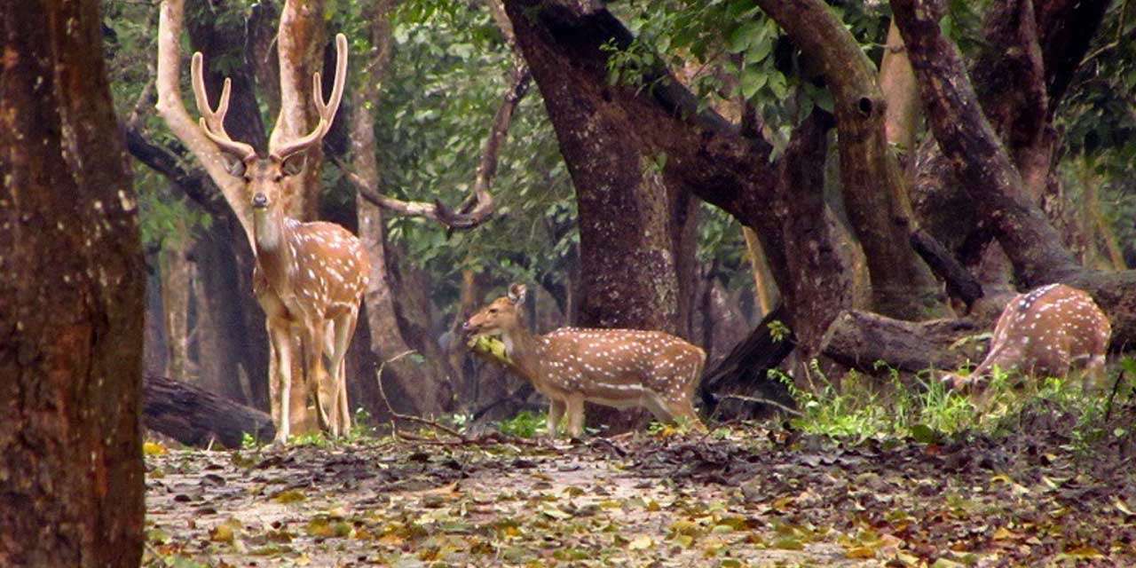 Caveri Nisargadhama Forest Park